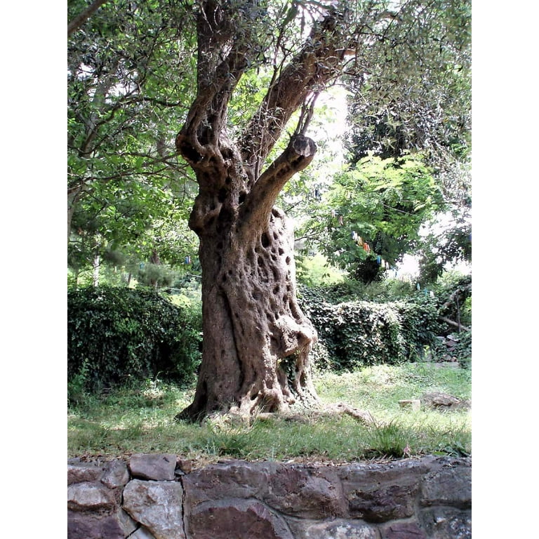 10 Canino Olive Tree Olea Europaea Canino Edible European Common Green Black Fruit Seed, Size: Large