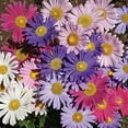 thumbnail image 4 of Aster Rainbow Mix Flower Seeds for Planting, 300+ Seeds Per Packet Non GMO Seeds, Botanical Name Callisteephus chinensis, Great Home Garden Gift, 4 of 6