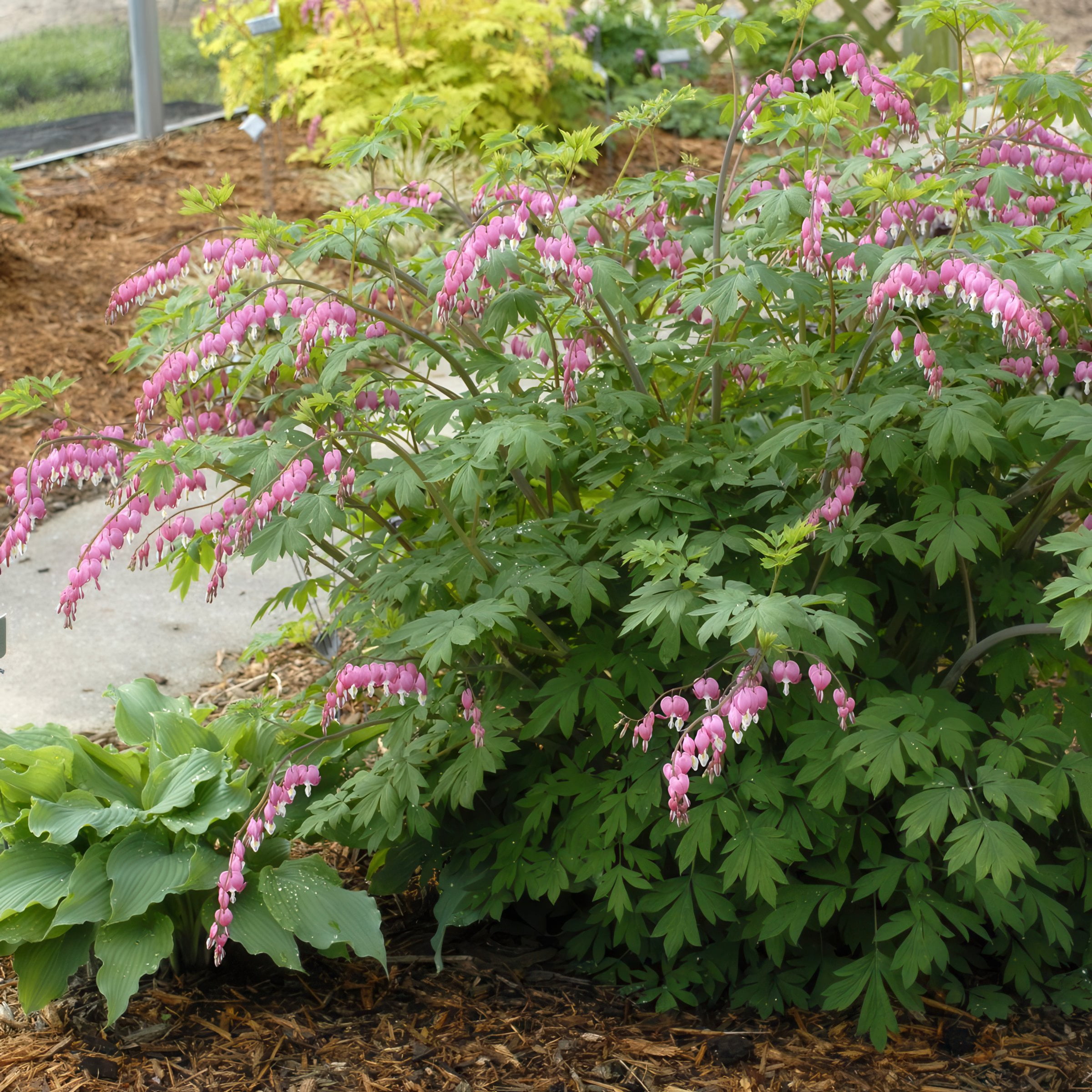 Bareroot Dicentra Dwarf Bleeding Hearts Live Perennial Plant with Pink Flowers (4-Pack)