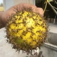 thumbnail image 6 of Fruit Fly Trap Balls - Indoor/Outdoor Flying Insect Catcher for Kitchen, & Trees - Wasp, Gnat & Mosquito Adhesive Traps - Reusable Hanging Design, 6 of 6