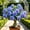 a, variant on Desert Rose-Easy Grow-Low Maintenance-Ideal for Beds Borders,Plant Pots & Planters