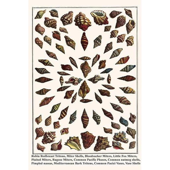 Miter Shells along with Tritons and Pacific Phoses, nutmeg shells, Pimpled nassas, Pacici Vases, and Vase Shells-Fine Art Canvas Print (20" x 30")