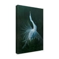 thumbnail image 2 of Trademark Fine Art 'Displaying Egret' Canvas Art by Michael Jackson, 2 of 3