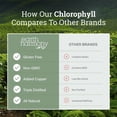 thumbnail image 3 of Earth Harmony Liquid Chlorophyll Drops - Immune Support, Immunity Boost, Healthier Skin, Digestion- Peppermint Flavor - 2 fl oz, 3 of 5