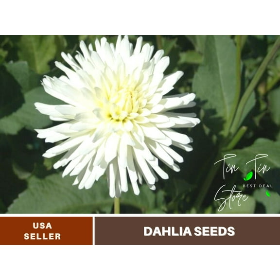 40  Rare Seeds-All Triumph Dahlia Seeds-#D004-Authentic Seeds-Flowers-Seeds-Rose seeds-Herb seeds-Vegetable Seeds-Mix Seeds for Plant- B3G1