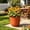 Brown B, variant on Small Plastic Flower Pot, Mini Planter for Daisy and Green Plants, Balcony Yard Cultivation Container for Home Gardening Decor