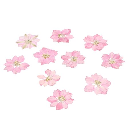 20 Pcs Plant Edible Pressed Flowers Phone Shell Decoration M Pink