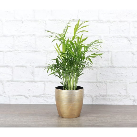 Live Parlor Palm Plant - 4" Decorative Holiday Pot