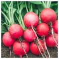 thumbnail image 4 of Everwilde Farms - 500 Scarlet Globe Radish Seeds - Gold Vault Jumbo Bulk Seed Packet, 4 of 5