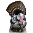 thumbnail image 1 of Star Cutouts SC2027 Thanksgiving Turkey Life Size Cardboard Cutout, 1 of 1