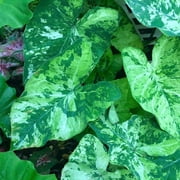 Blue Buddha Farm: Lee Stokes Caladium (2 Bulbs) - Easy to Grow Indoor or Outdoor Perennial Plant