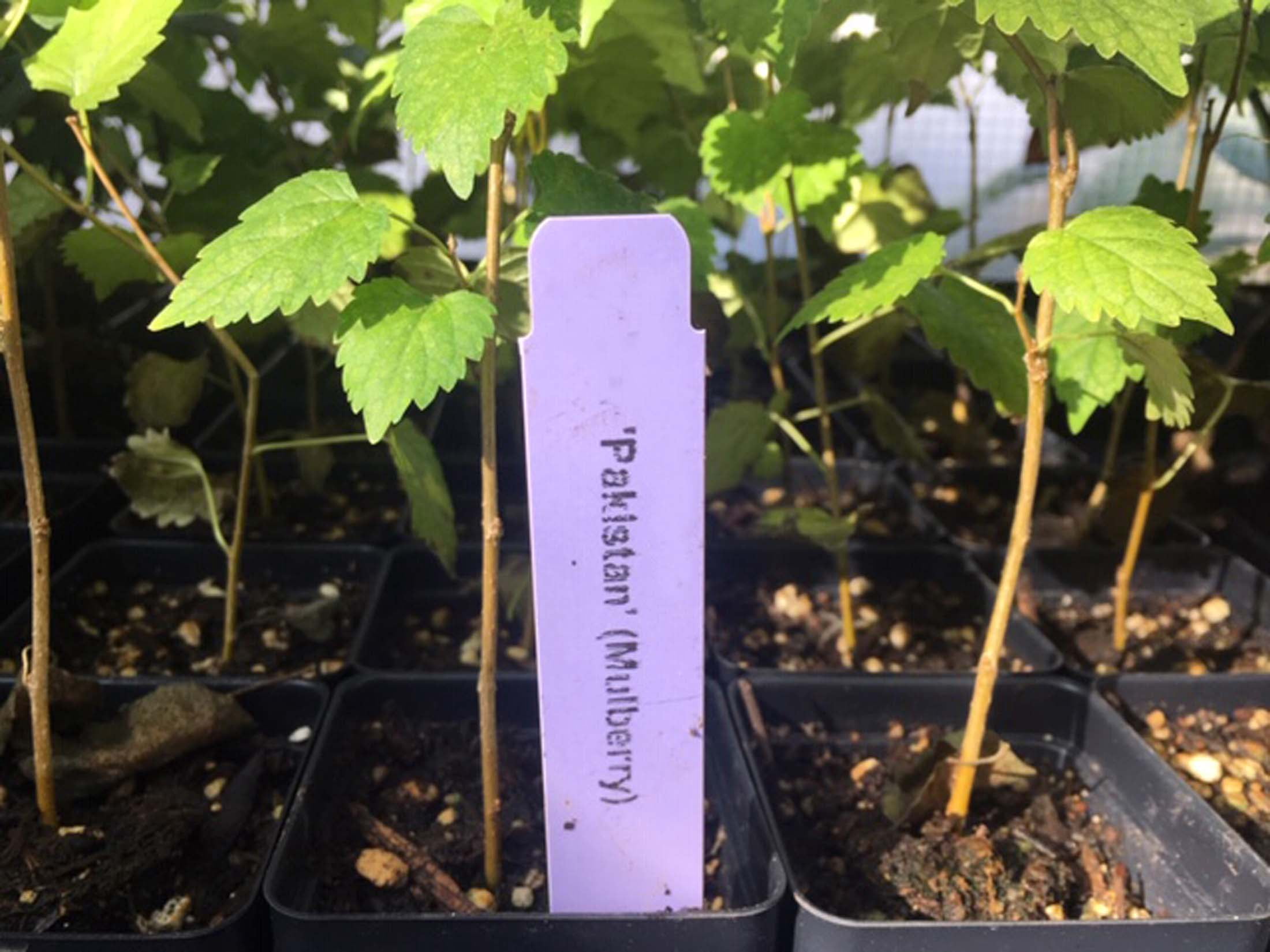 Pakistan Long Mulberry Tree - Live PLant - Long Mulberry Tree