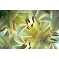 thumbnail image 2 of Noble Gardner, Nancy 32x23 White Modern Wood Framed Museum Art Print Titled - NY, Slingerlands Oriental lilies abstract, 2 of 4