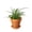 4_FERN_LEMON.BUTTON_PP.TERRA.STD, variant on Fern 'Lemon Button' - Live Air-Purifying Indoor Plant in Nursery Pot – Easy Care, Low Maintenance Houseplant for Home & Office Decor, Natural Air Cleaner, Best for Beginners (4"Pot, NurseryPot)