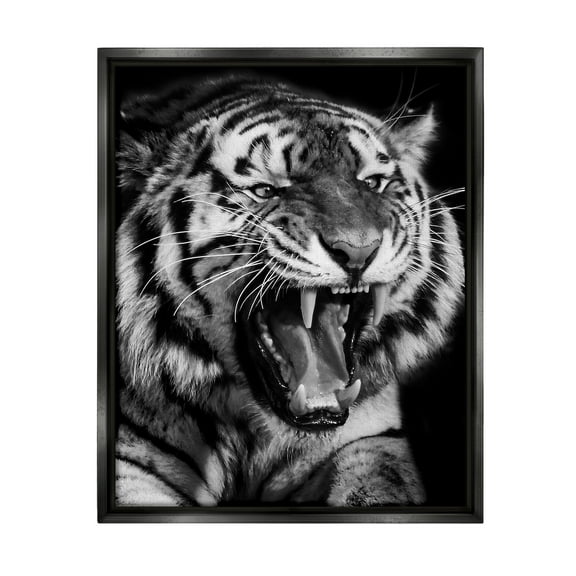 Stupell Industries Tiger Roaring Photography Animals & Insects Photography Black Floater Framed Canvas Art Print Wall Art, 17 x 21