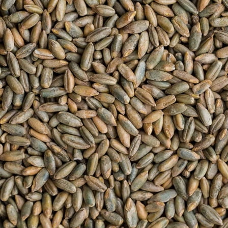 Rye Berries | 4 Pounds | Whole Rye Grain | Non-GMO Bulk Dry | Great for Breads | Product of USA