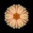 thumbnail image 3 of Bookbinder, David 15x15 Black Modern Framed Museum Art Print Titled - Kaleidoscope Peach Dahlia, 3 of 5