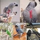 thumbnail image 5 of Parrot Bird Harness Leash Outdoor Flying Traction Straps Band,Green L, 5 of 5