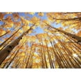 thumbnail image 2 of wall26 - Aspen Trees with Fall Color, San Juan National Forest, Colorado, USA - Removable Wall Mural | Self-Adhesive Large Wallpaper - 66x96 inches, 2 of 6