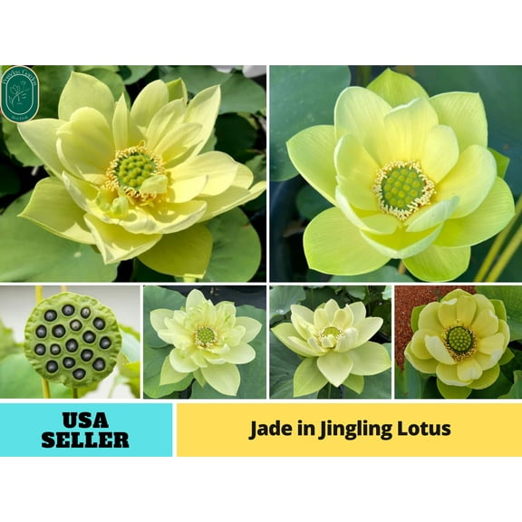5 Rare Seeds| Jade in Jingling Lotus Seeds - Indian Lotus (Nelumbo nucifera) Seeds - Flower Seeds - B3G1 #Q022