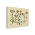 thumbnail image 2 of Trademark Fine Art 'Herbal Botanical VIII' Canvas Art by Wild Apple Portfolio, 2 of 3
