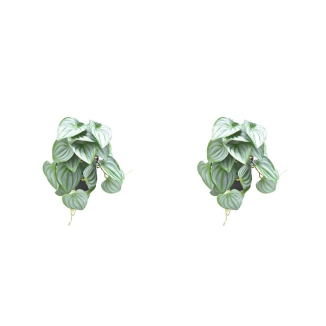 Wosthever Decoraciones realistas para terrarios - Apariencia realista Bajo mantenimiento Ecológico Artificial Type1 NO1