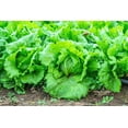 thumbnail image 6 of 3000 *SEEDS - Iceberg Lettuce - Lactuca Sativa Vegetable Seeds, 6 of 11