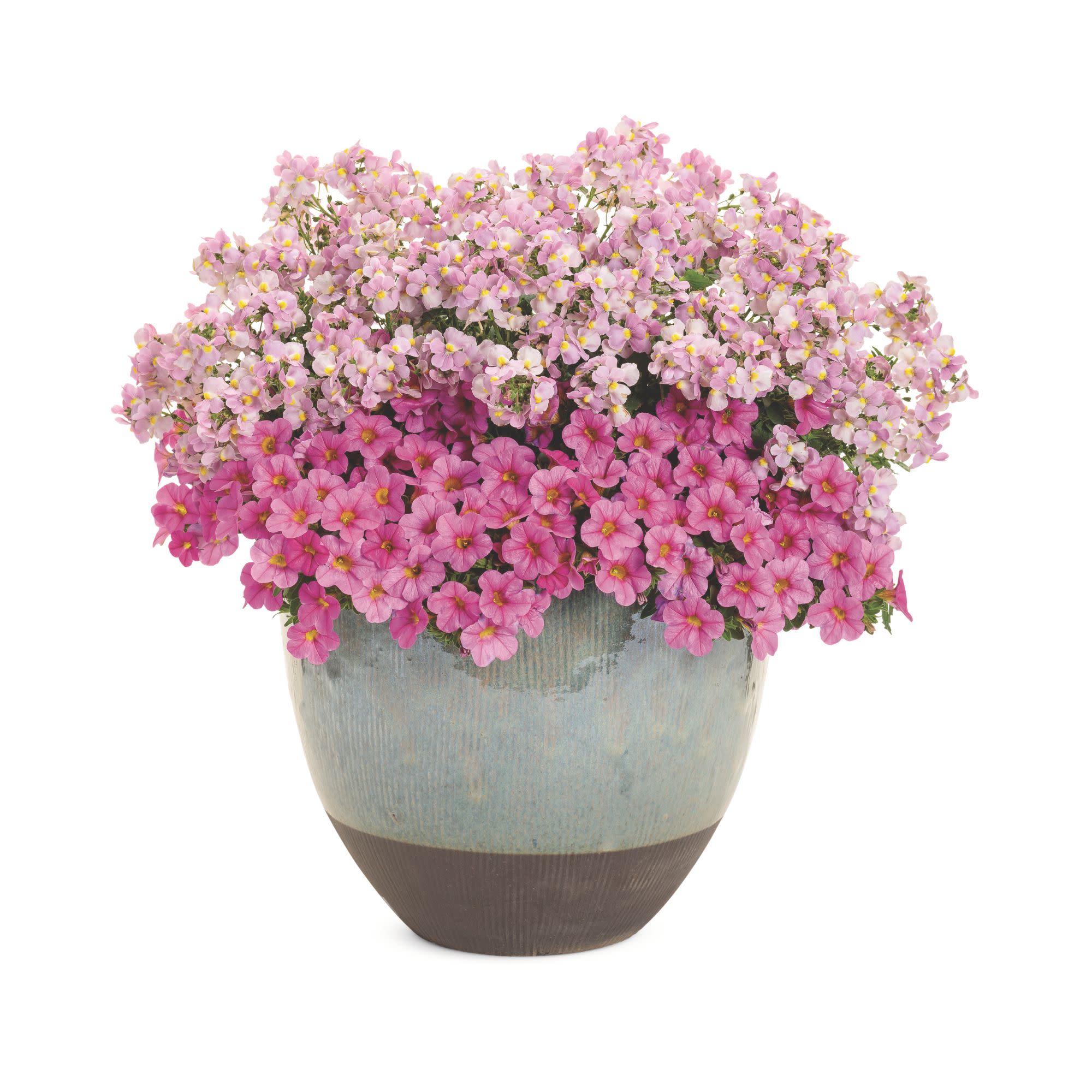 Proven Winners 4" Aromance Pink Nemesia Live Plant in 4.25" Pot (4 Count)