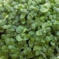 thumbnail image 5 of Basil Seeds - Anise - 5 Lb ~160,000 - Culinary Herb Gardening & Microgreens Seeds - Non-GMO, Heirloom, Open Pollinated, Annual, 5 of 6