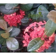 Ixora Coccinea Maui Red Starter Plant, Lot of 10