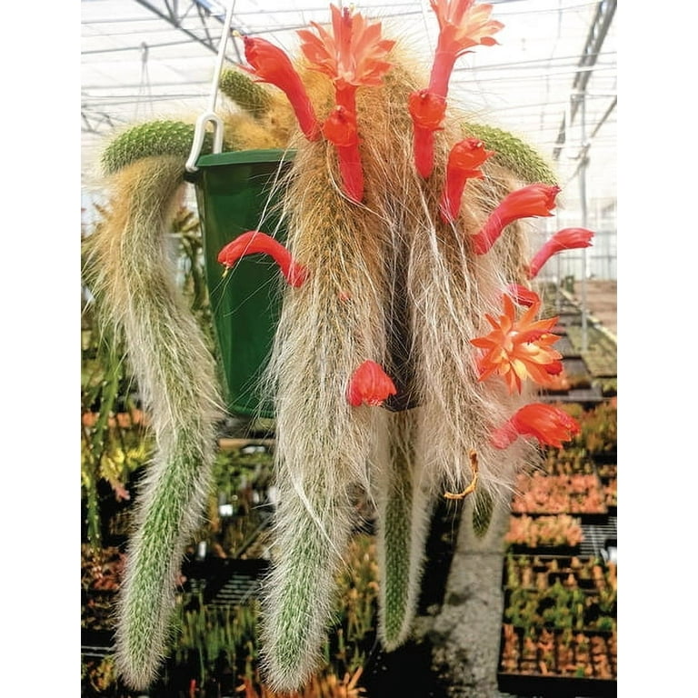 euphorbia acrurensis cactus Euphorbia ingens