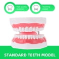 thumbnail image 4 of Shisuyan 1pc Tooth Aid For Teeth Cleaning With Toothbrush For Education And Brushing Demonstration Safe And Plaything, 4 of 9