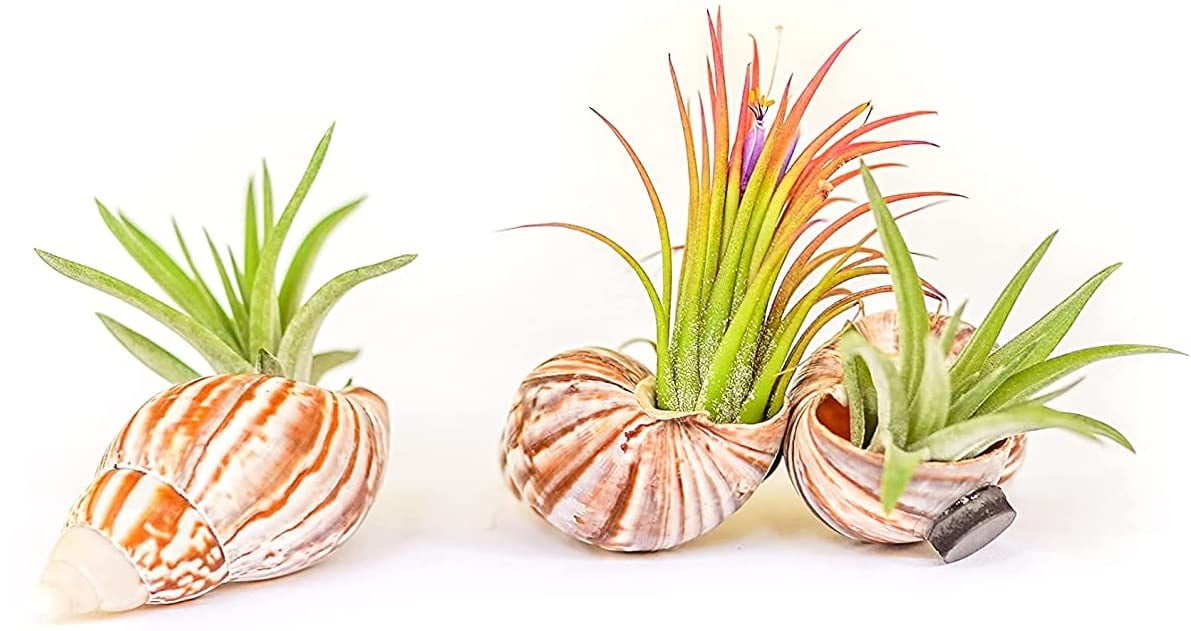 Handmade Seashell with Ionantha Air Plants Live Tillandsia