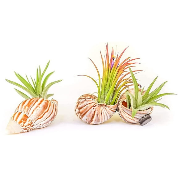 Handmade Seashell Magnets with Ionantha Air Plants - Live Tillandsia Succulent House Plants - Available in Wholesale and Bulk - Home and Garden Decor - Easy Care Indoor and Outdoor Plants (Pack of 3)