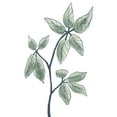 thumbnail image 3 of Prime, Marcus 12x14 Black Modern Framed Museum Art Print Titled - Illustrated Botanicals, 3 of 5