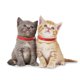 thumbnail image 5 of 3 Pcs Red Adjustable Pet Cat Anti Flea Mite Tick Collar Remedy Cat Collar Pet Supplies, 5 of 5