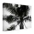 thumbnail image 4 of Trademark Fine Art 'Palm Tree Looking Up III' Canvas Art by Debra Van Swearingen, 4 of 4