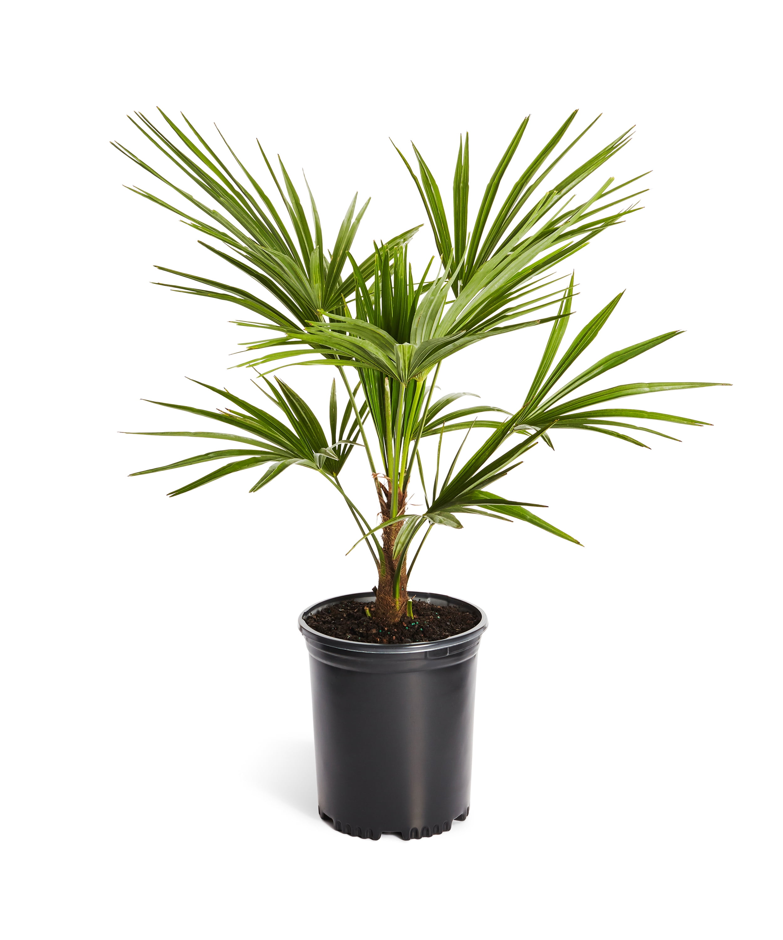 Windmill Palm Tree Cannot Ship To Az Walmart Com Walmart Com