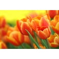 thumbnail image 2 of Daydream Tulip Bulbs - 10 Bulbs - Ships from Iowa, USA - Vibrant Orange Tulips, Award Winning, 2 of 4