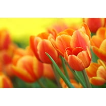 Daydream Tulip Bulbs to Grow BIGPACK - 50 Bulbs - Ships from Iowa, USA - Vibrant Orange Tulips, Award Winning