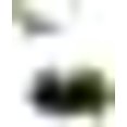 thumbnail image 1 of Columpio para pájaros - mimbre natural - con cascabeles y percha - para loros / periquitos / cacatúas / pinzones / cacatúas / guacamayos / loros grises JFHHH pequeña, 1 of 4