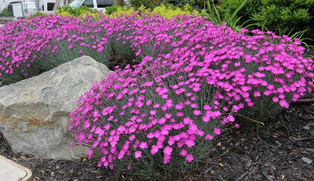 Firewitch Dianthus Plants  3 Live Seedlings  Dianthus Gratianopolitanus Firewitch  Perfect for Vibrant Colorful Gardens  Hardy & Fragrant