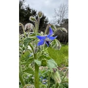 Plant Good Seed - Borage Herb Seeds - Starflower, Certified Organic Seed Packet, Edible Wildflower, Grow for Salads or Beneficial Insect Forage