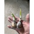 Narcissus Bulbs, Daffodil Plant,Beautiful Flowers, Crystal Clear