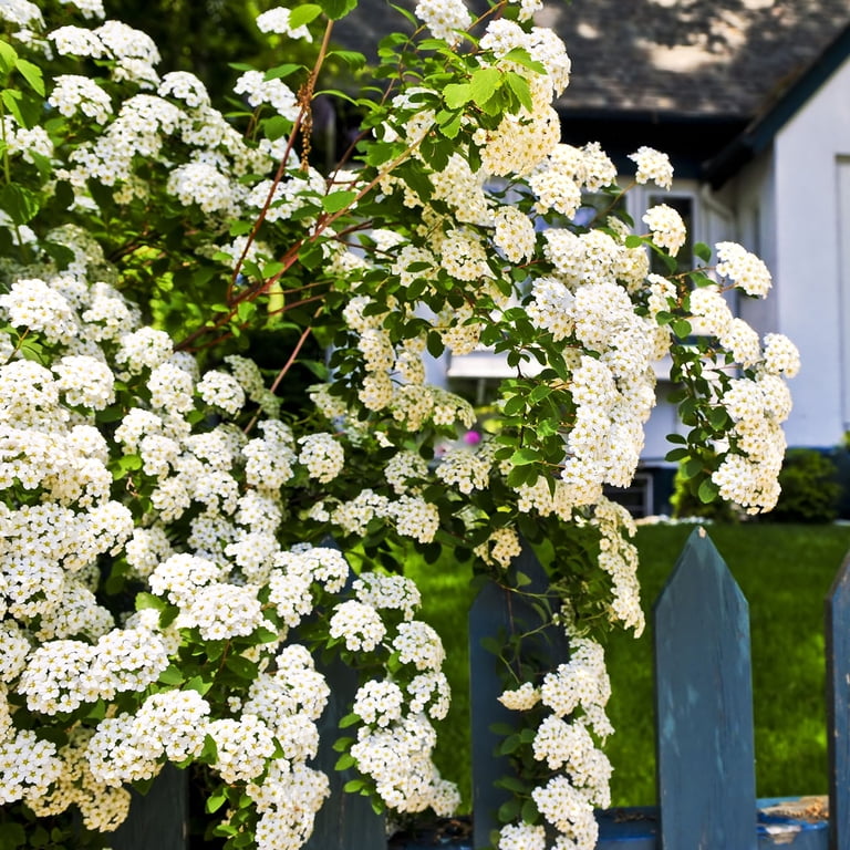 お値下げ　spode スタッフォードフラワーズ　シェル型 2枚 アイリス 1 Gal. Bridal Wreath Spirea - Cascades of Blooms - Cold Hardy