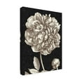 thumbnail image 2 of Trademark Fine Art 'Dramatic Peony I' Canvas Art by Vision Studio, 2 of 4