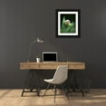 thumbnail image 3 of Rotenberg, Nancy 20x24 Black Ornate Wood Framed with Double Matting Museum Art Print Titled - USA, Pennsylvania Close-up of flower bud opening, 3 of 4