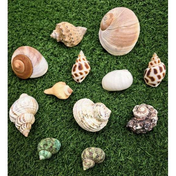 12 Pcs Hermit Crab Conch Shells Decor,Bexikou 1.6"-3.2" Inch DIY Crafts Sea Snails Ornaments for Small to Medium and Large Crabs,Hermit Crab Supplies and Sea Shell for Beach Decor