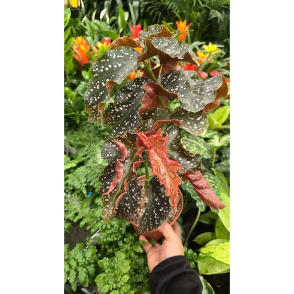 Begonia 'Cracklin Rosie' (Begonia fibrous hybrid) in 6 inch pot- Get similar