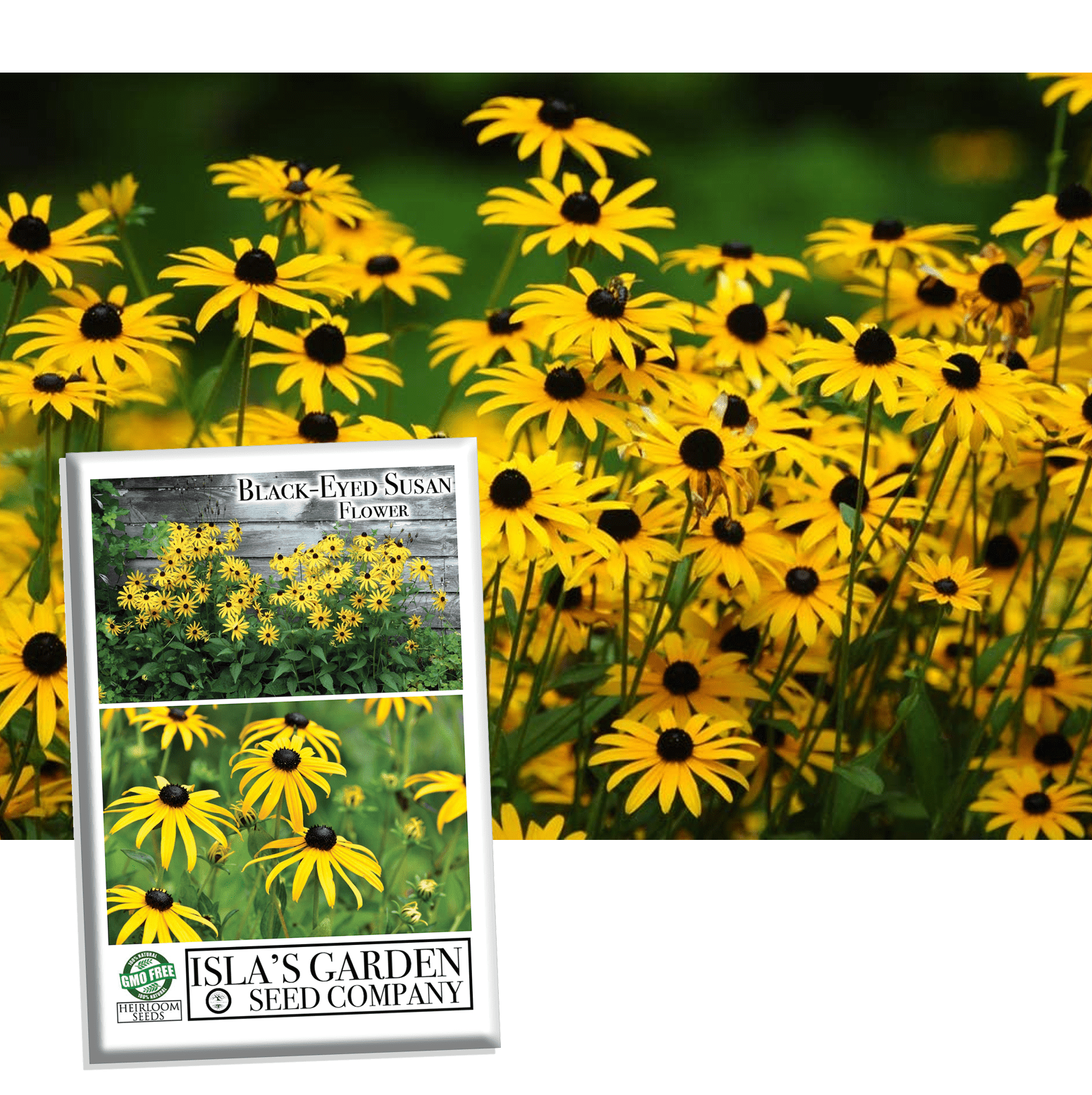 Black Eyed Susan Flower Seeds, 3000+ Seeds Per Packet, Bright Yellow